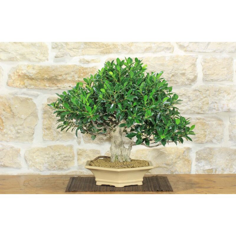 foto del prodotto bonsai di ficus retusa 169 