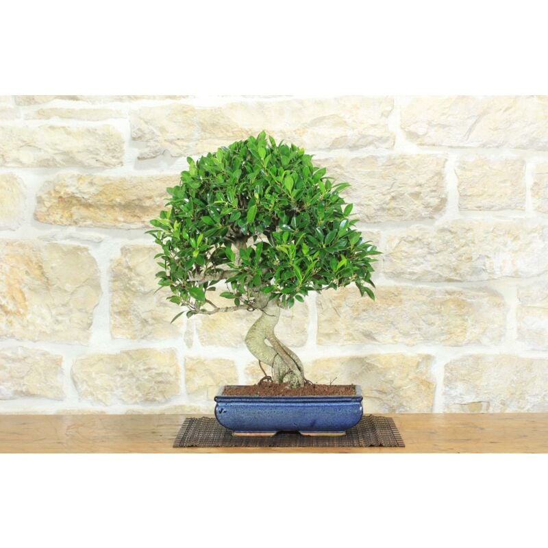 foto del prodotto bonsai di ficus retusa 171 
