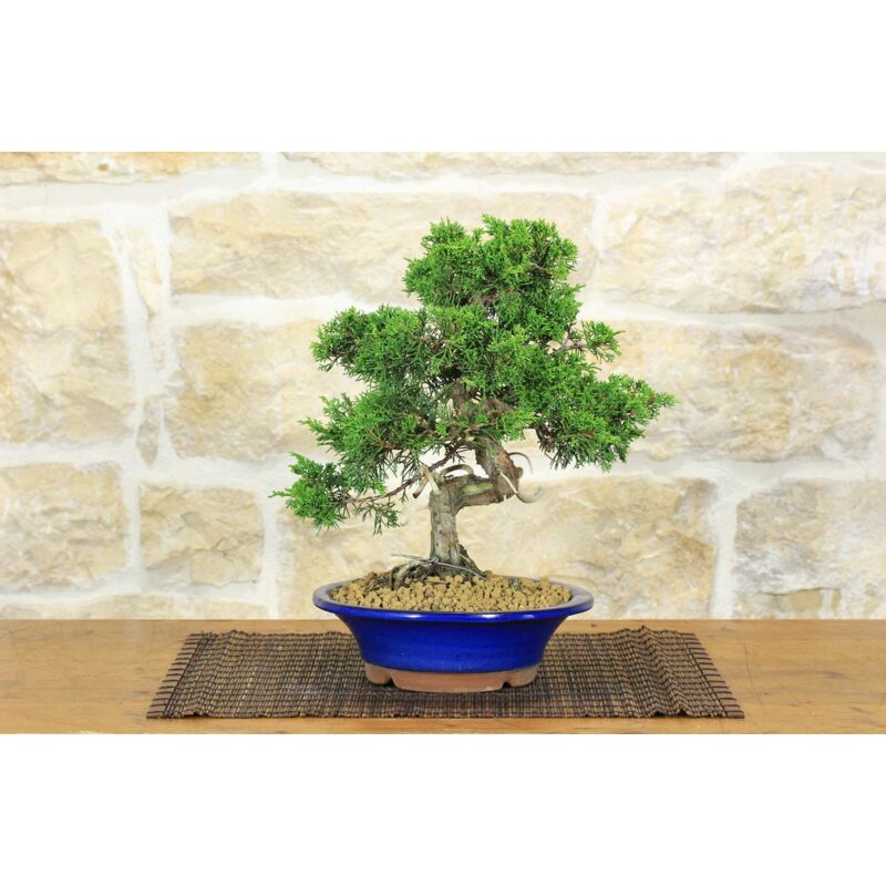 foto del prodotto bonsai di ginepro itoigawa 113 