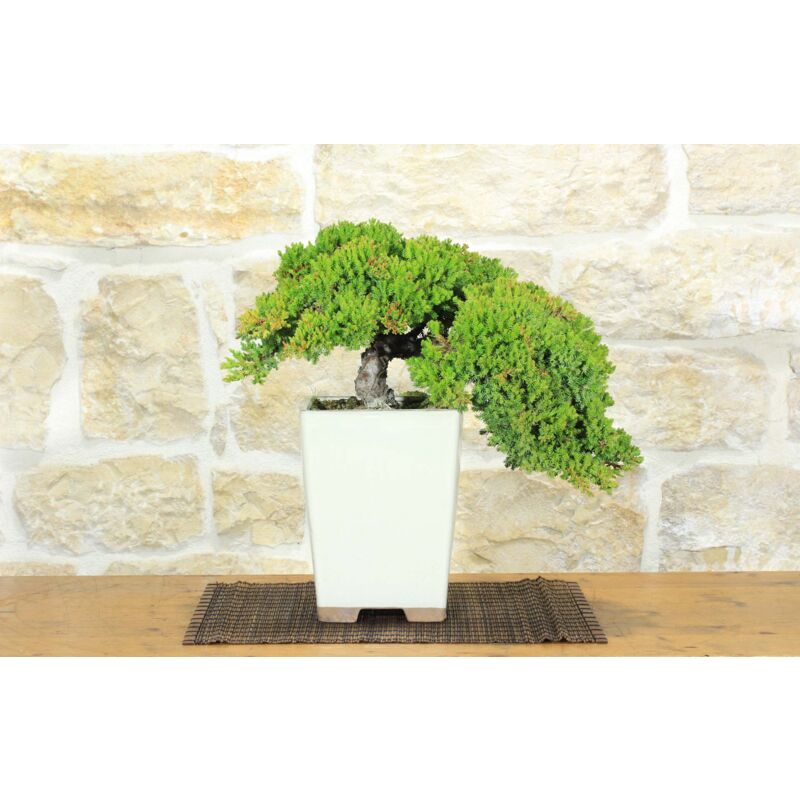 foto del prodotto bonsai di ginepro procumbens 18 