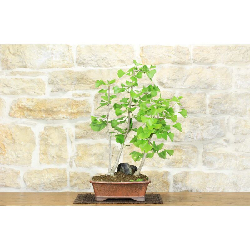 foto del prodotto bonsai di ginkgo biloba 1 .
