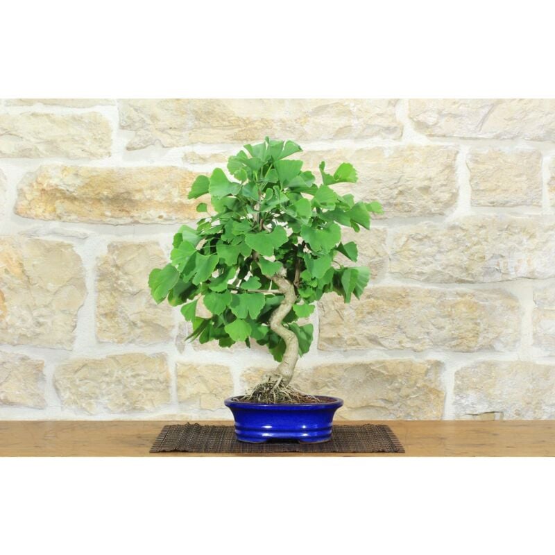 foto del prodotto bonsai di ginkgo biloba 10 