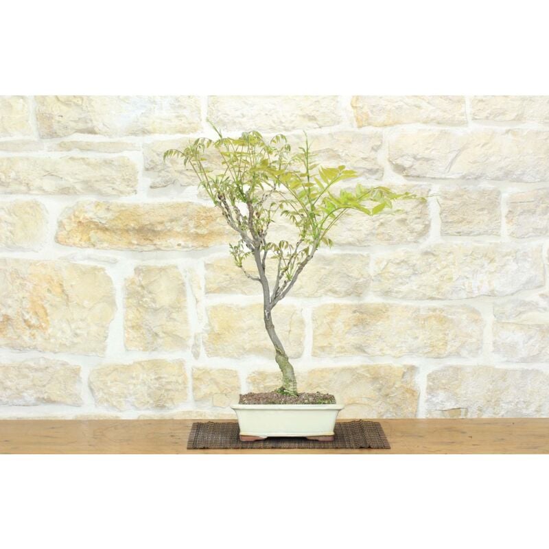 immagine 0 del prodotto bonsai di glicine giapponese 19 .