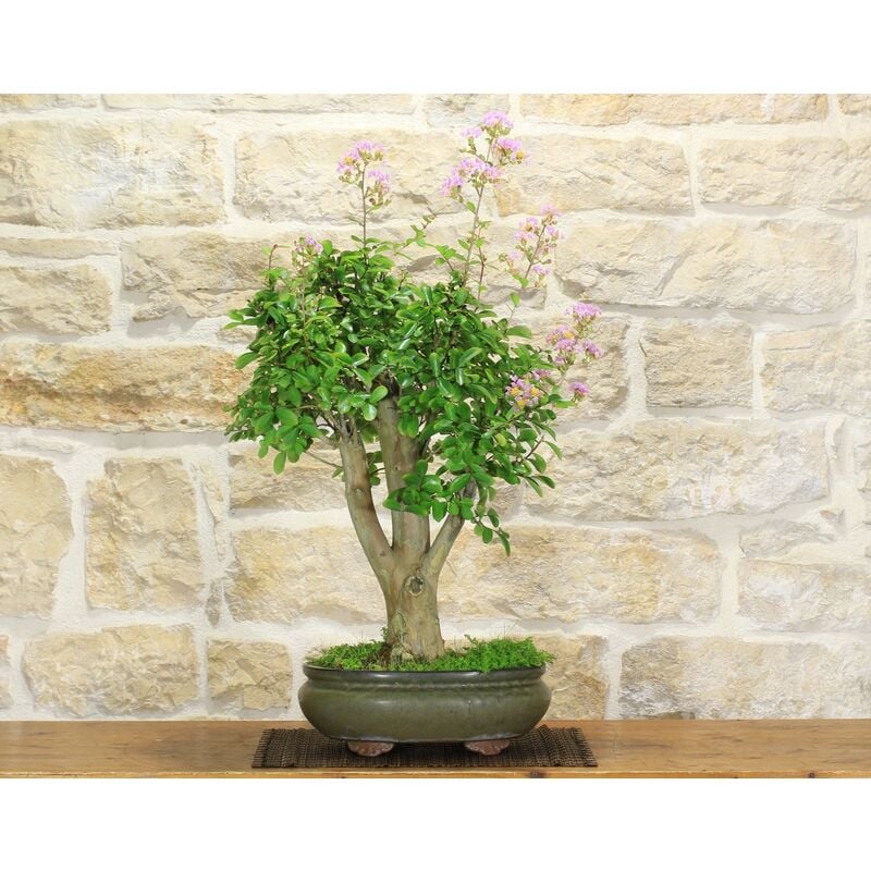 foto del prodotto bonsai di lagerstroemia a fiore lilla (36)