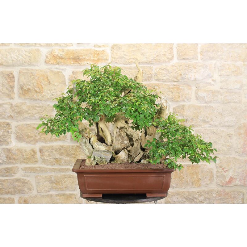 foto del prodotto bonsai di lagerstroemia selvatica 33 
