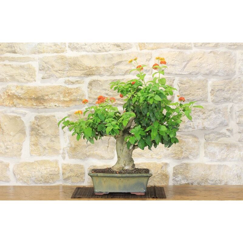 foto del prodotto bonsai di lantana 36 