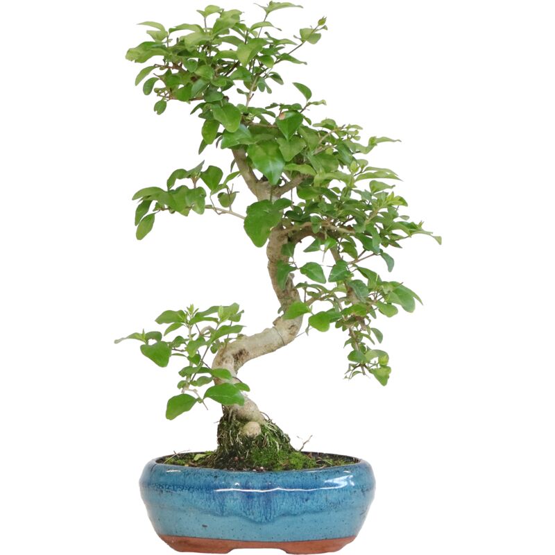 foto del prodotto bonsai di ligustro a s ligustrum sinensis h 30 40 cm vaso 15 cm a s