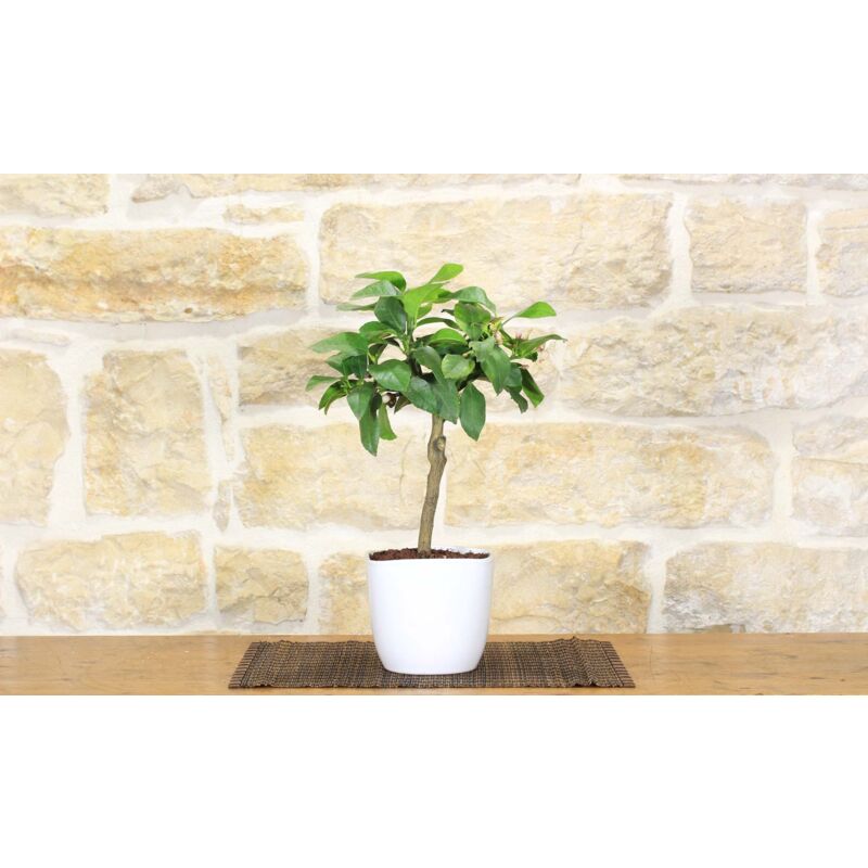 foto del prodotto bonsai di limone in vaso quadrato