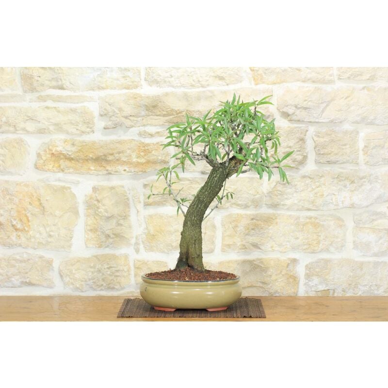 foto del prodotto bonsai di mandorlo 16 