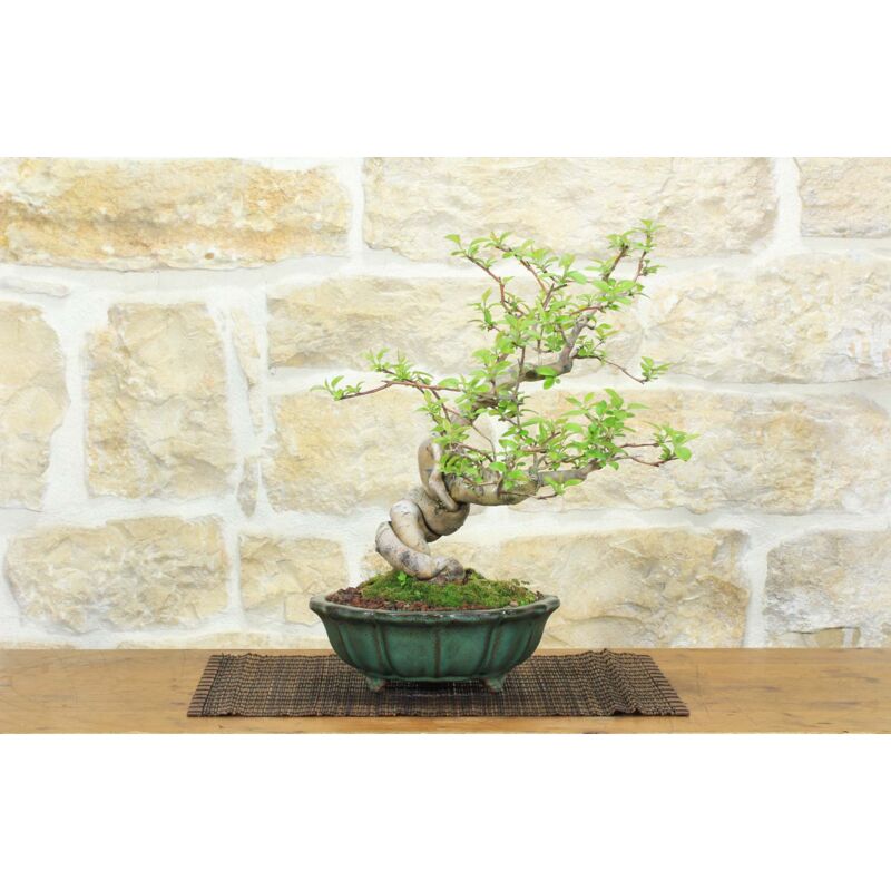 foto del prodotto bonsai di melo da fiore 4 