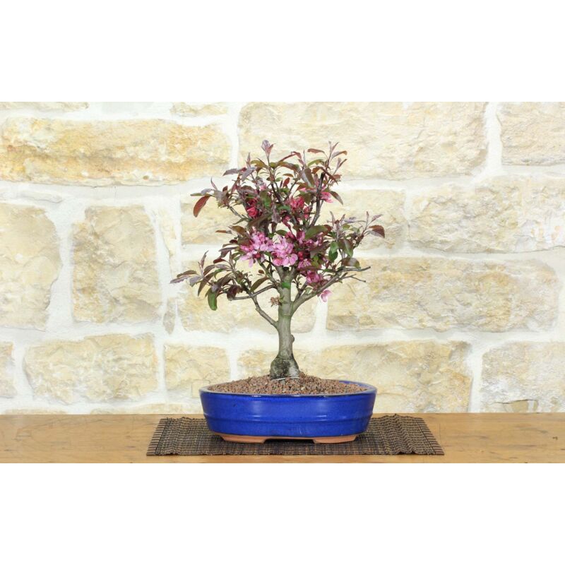 foto del prodotto bonsai di melo da fiore cinese 9 