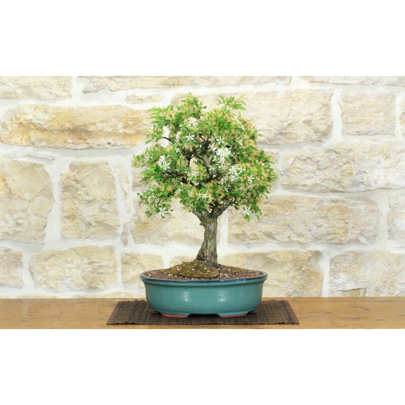 foto del prodotto bonsai di melo micromalus 45 