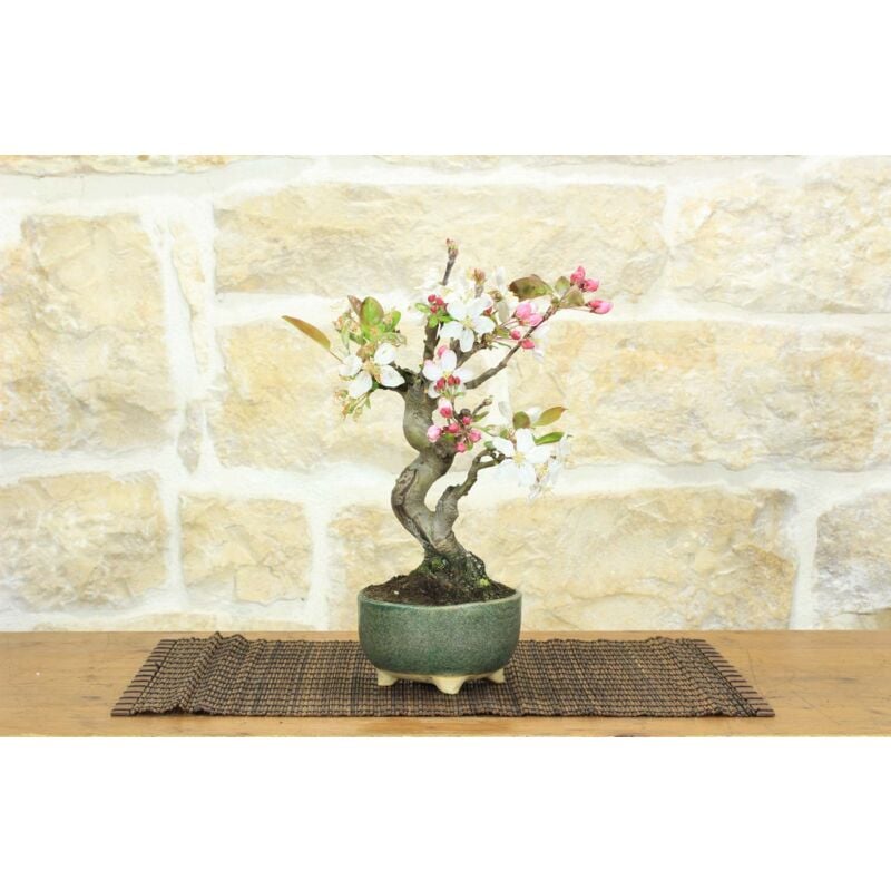 foto del prodotto bonsai di melo selvatico 132 