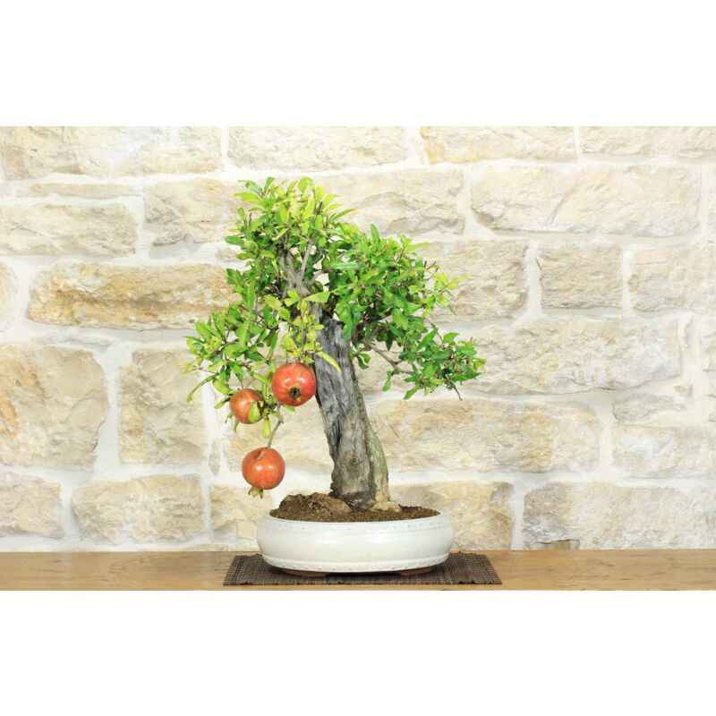 foto del prodotto bonsai di melograno 136 