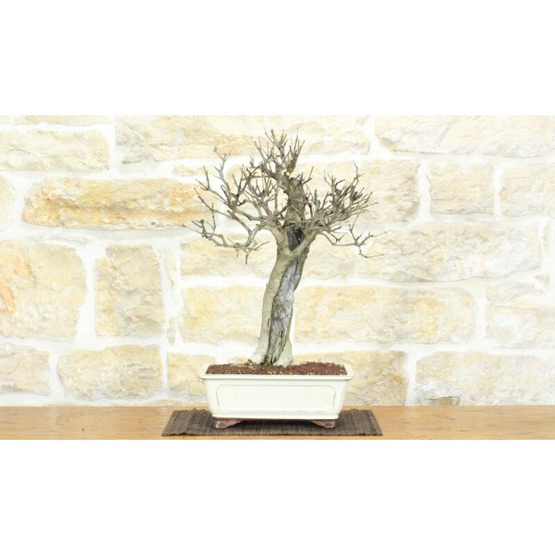 foto del prodotto bonsai di melograno 142 