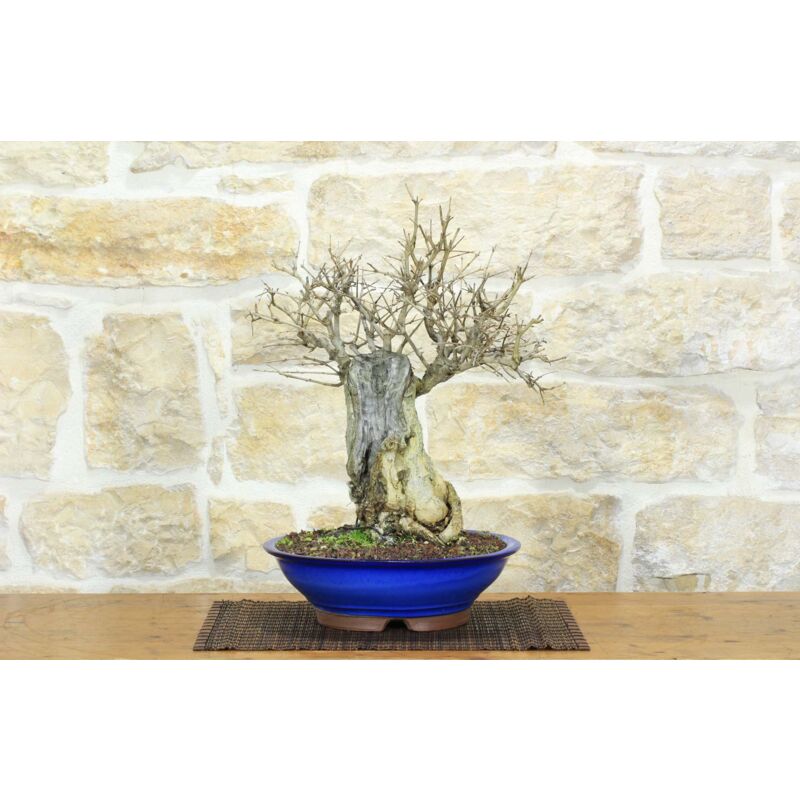 foto del prodotto bonsai di melograno 143 