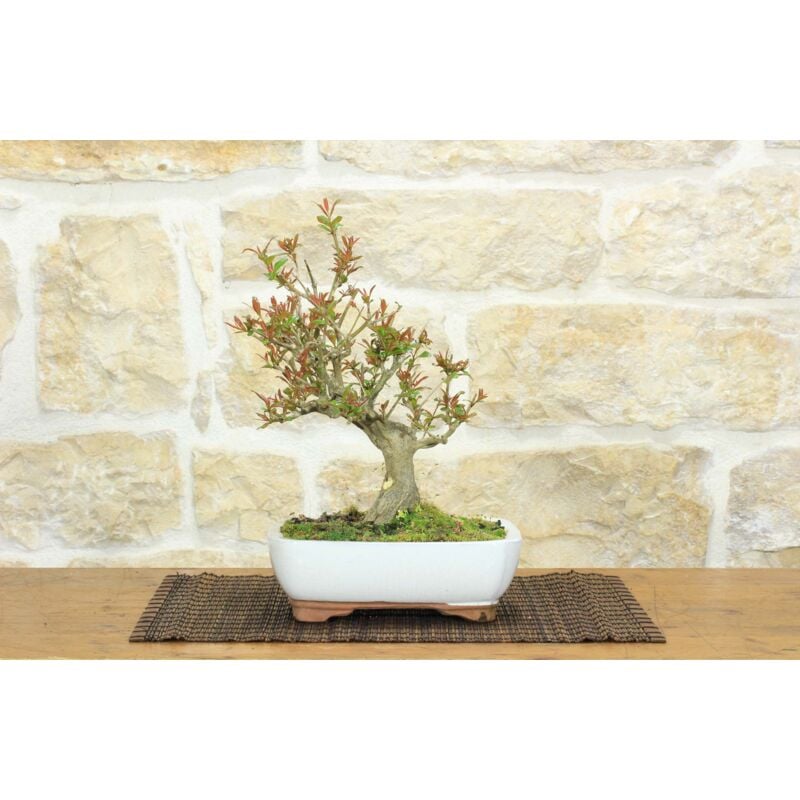foto del prodotto bonsai di melograno giapponese nejikan 21 