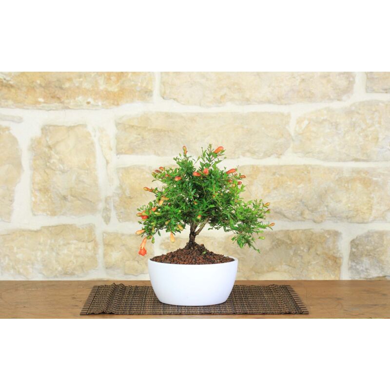 foto del prodotto bonsai di melograno in ciotola bassa