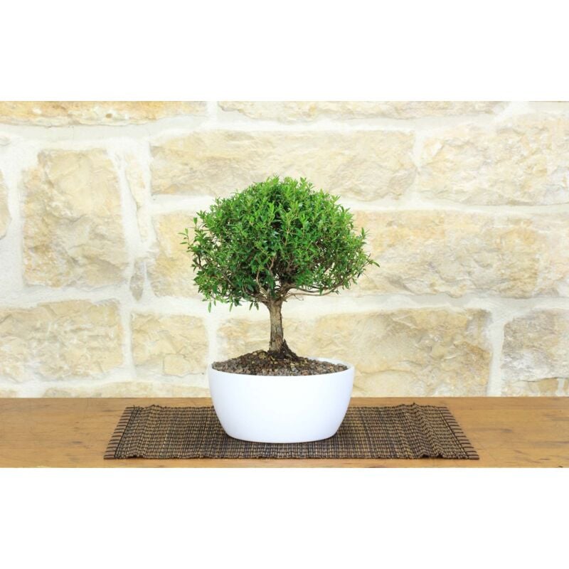 foto del prodotto bonsai di mirto in ciotola bassa