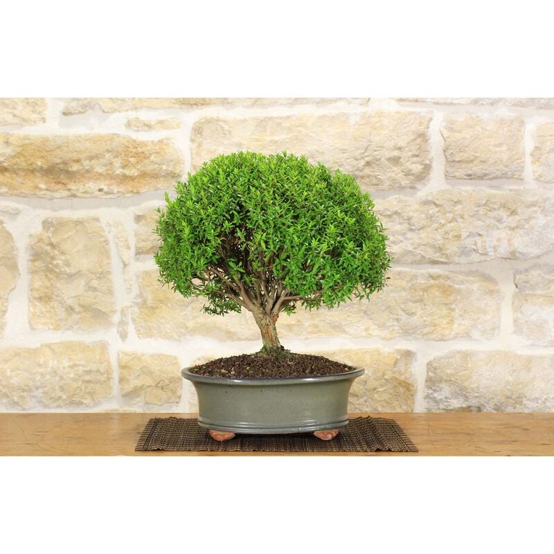 foto del prodotto bonsai di mirto microphylla 27 