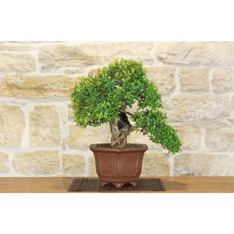 foto del prodotto bonsai di mirto pumila 33 
