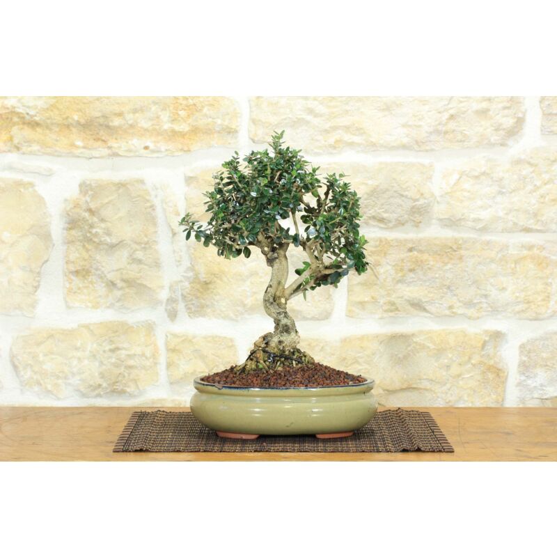 foto del prodotto bonsai di olivastro 262 