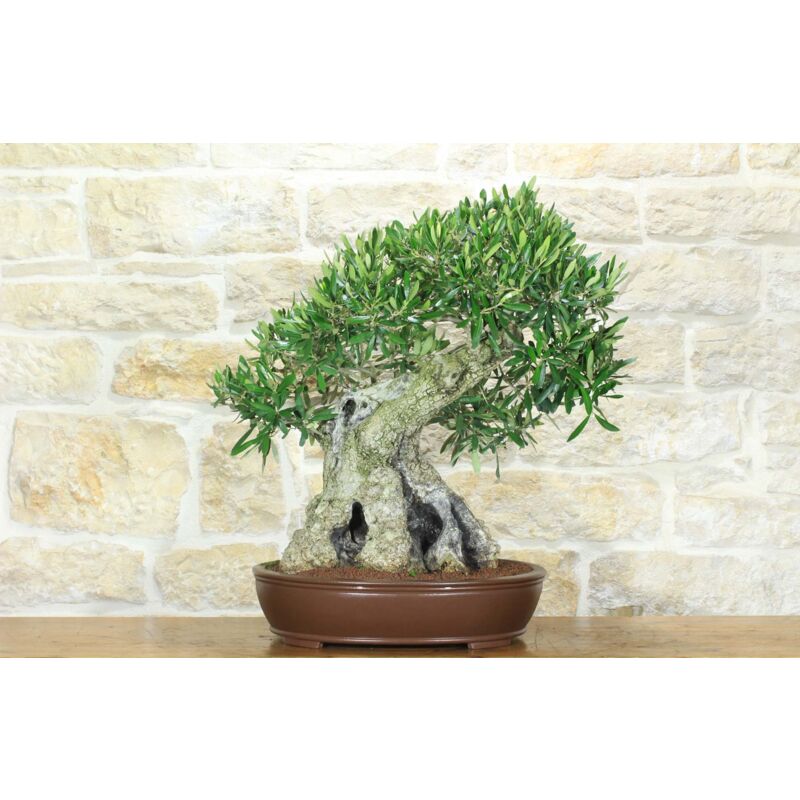foto del prodotto bonsai di olivo 171 