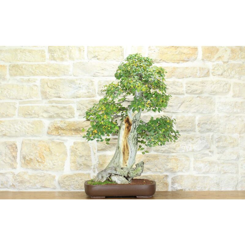 foto del prodotto bonsai di olmo campestre 52 