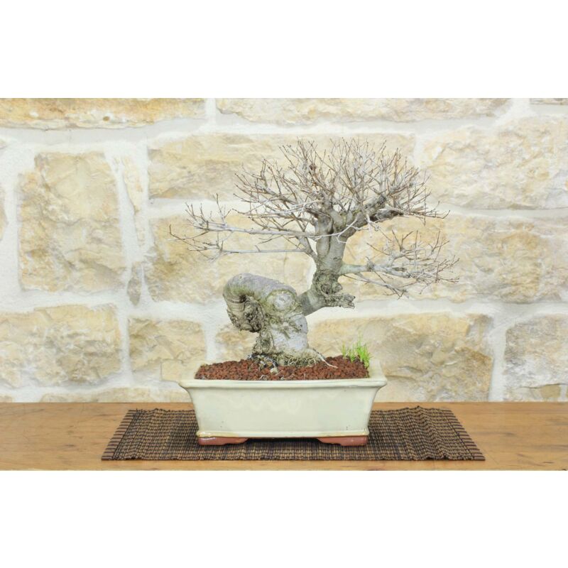 foto del prodotto bonsai di olmo campestre 53 