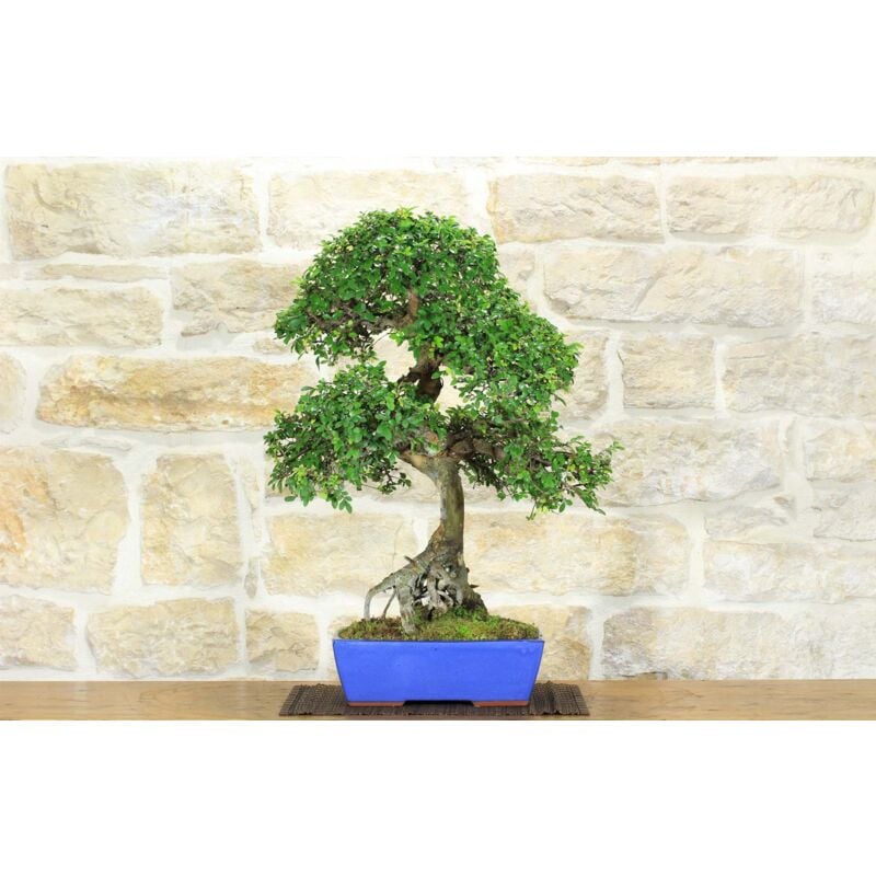 foto del prodotto bonsai di olmo cinese 147 