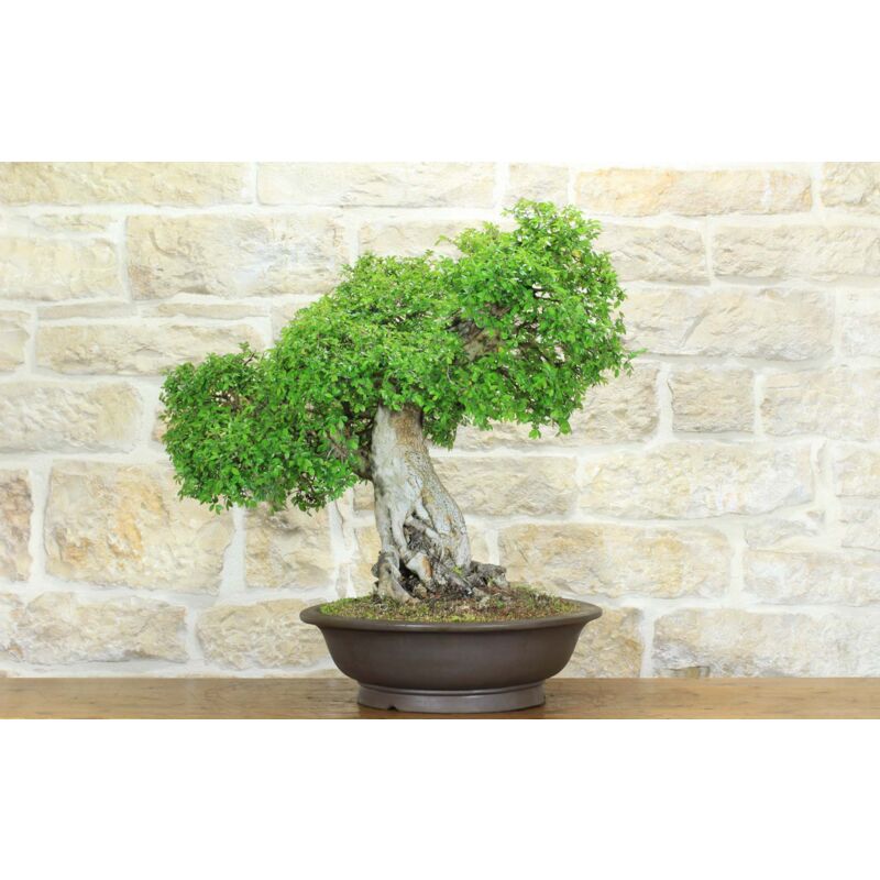 foto del prodotto bonsai di olmo cinese 151 