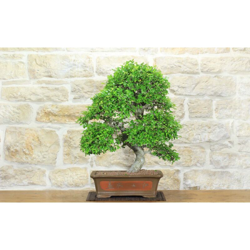 foto del prodotto bonsai di olmo cinese 152 