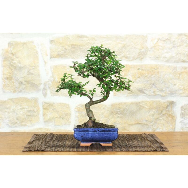 foto del prodotto bonsai di olmo cinese vaso cm. 15