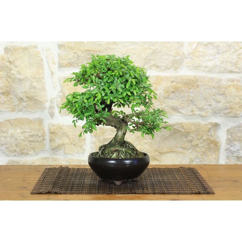 foto del prodotto bonsai di olmo parvifolia 2 .
