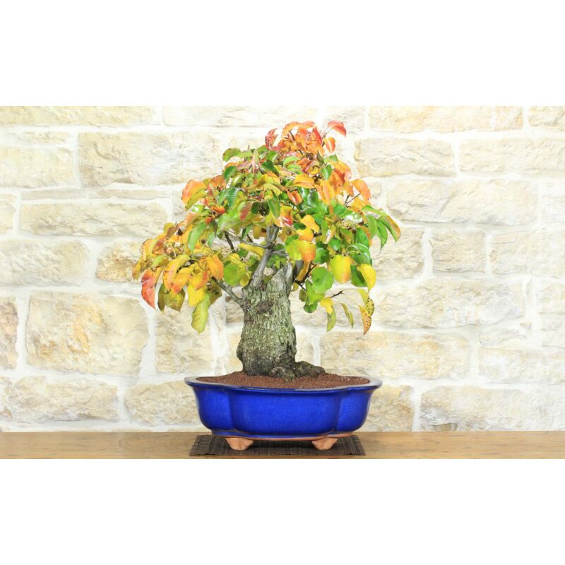 foto del prodotto bonsai di pero da fiore 160 