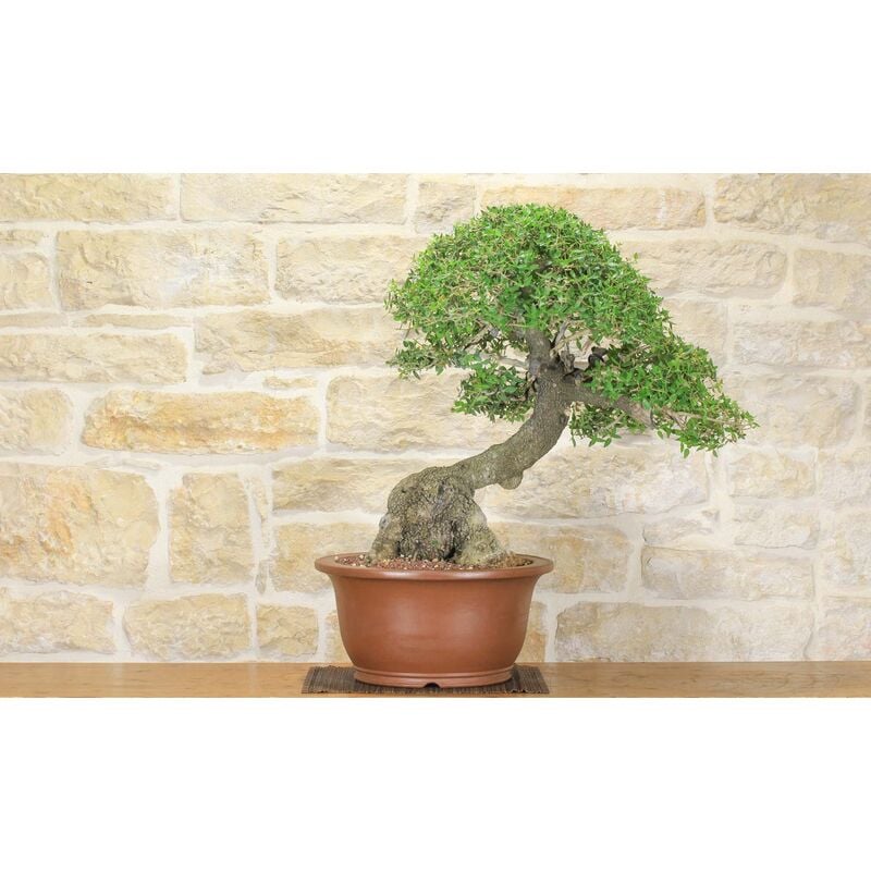 foto del prodotto bonsai di phillyrea 28 