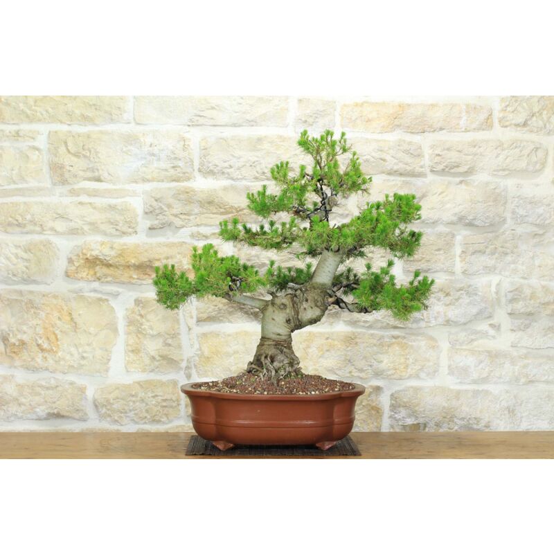 foto del prodotto bonsai di pino d aleppo 10 