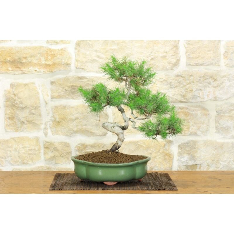 foto del prodotto bonsai di pino d aleppo 8 