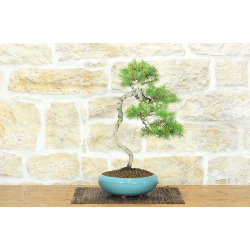 foto del prodotto bonsai di pino d aleppo 9 