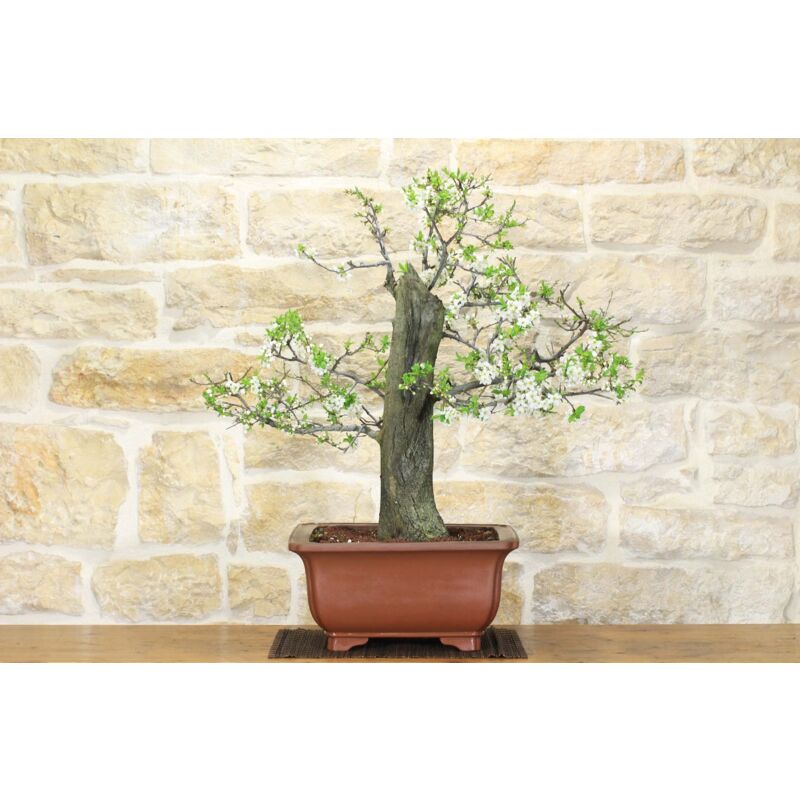 foto del prodotto bonsai di prugnolo 23 