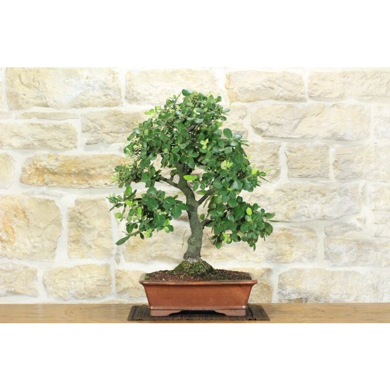 foto del prodotto bonsai di quercia leccio 89 