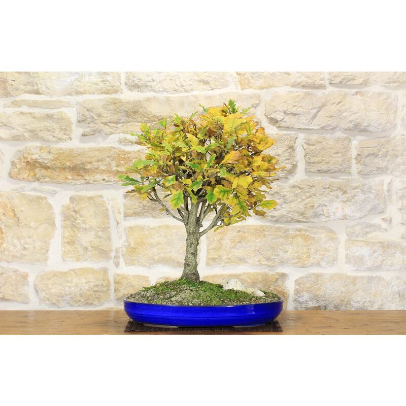 foto del prodotto bonsai di quercia roverella 21 