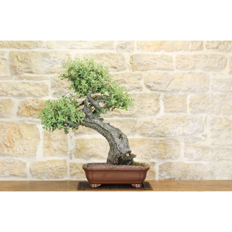 foto del prodotto bonsai di quercia spinosa 7 