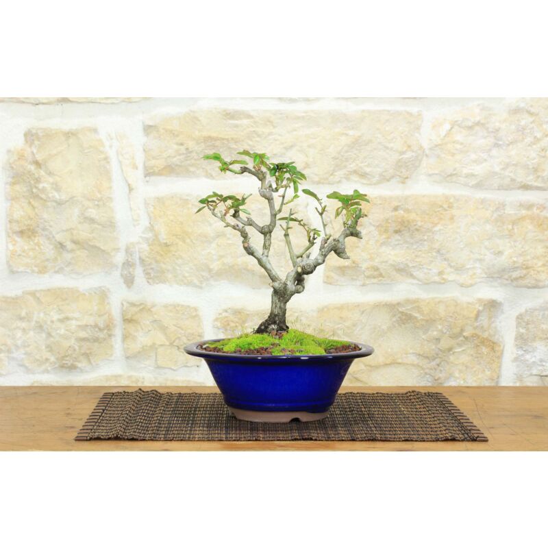 foto del prodotto bonsai di rosa 58 