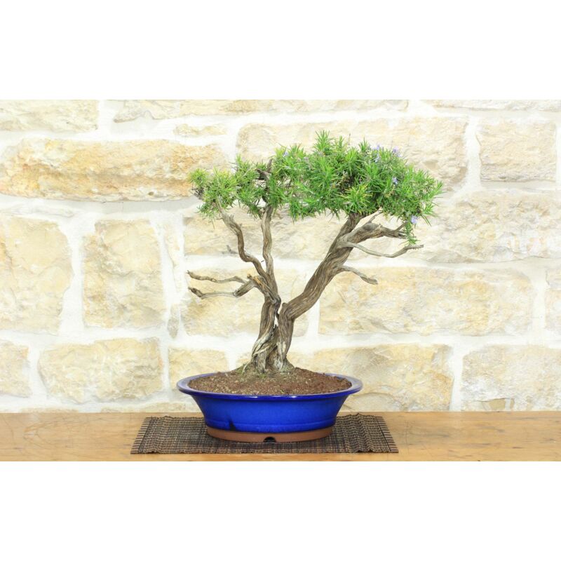 foto del prodotto bonsai di rosmarino 56 