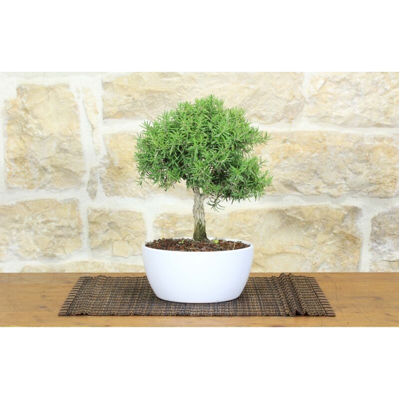 foto del prodotto bonsai di rosmarino in ciotola bassa