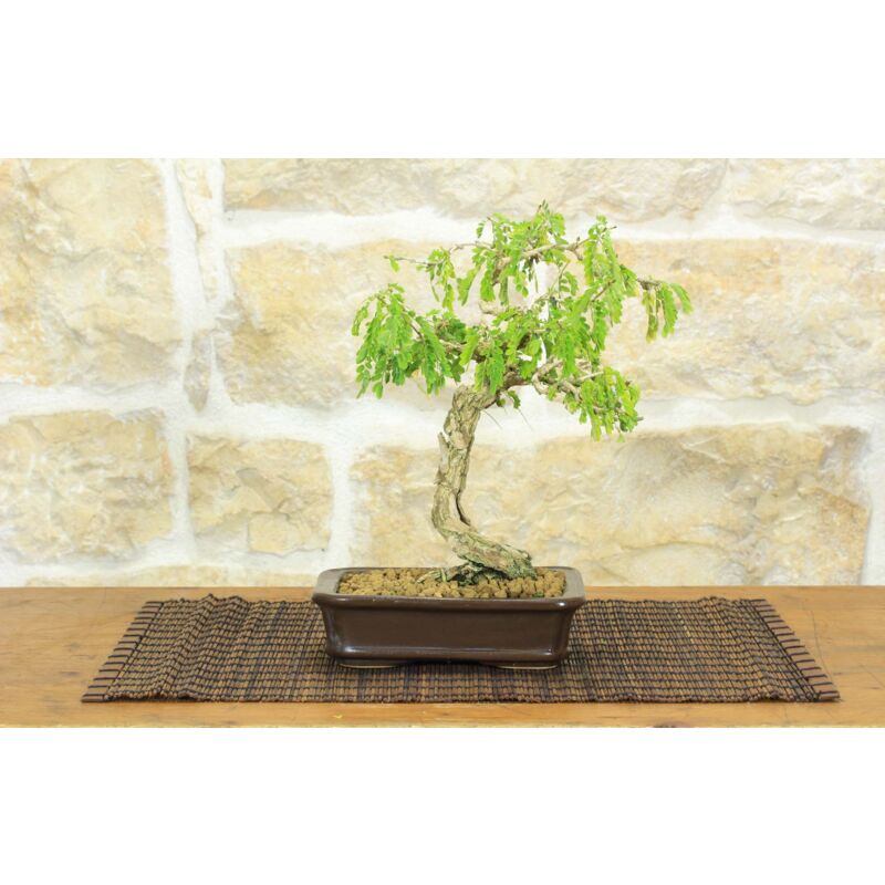 foto del prodotto bonsai di sesbania 4 