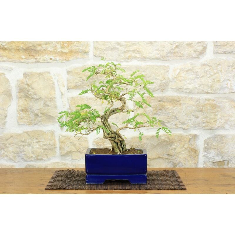 foto del prodotto bonsai di sesbania 5 