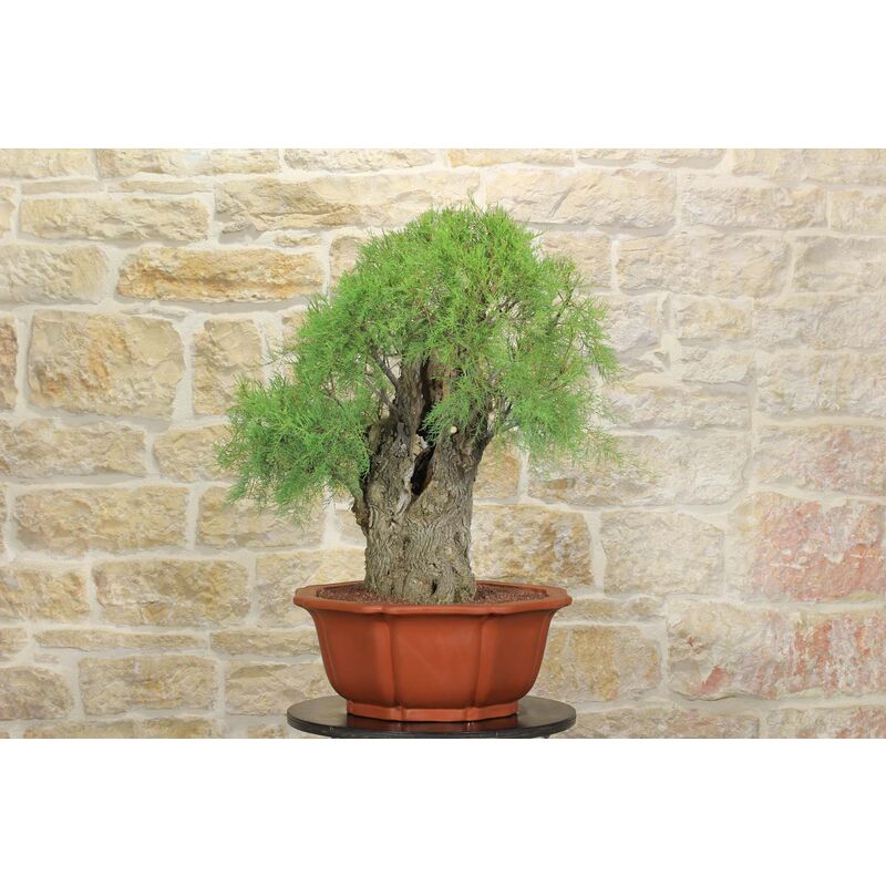 foto del prodotto bonsai di tamerice 5 