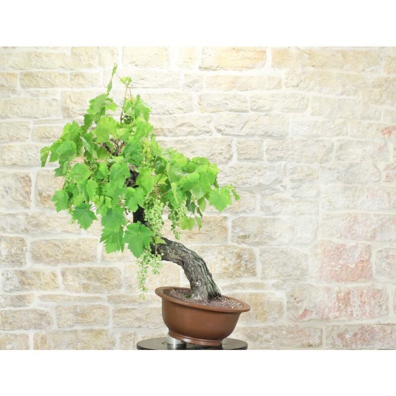 foto del prodotto bonsai di vite 105